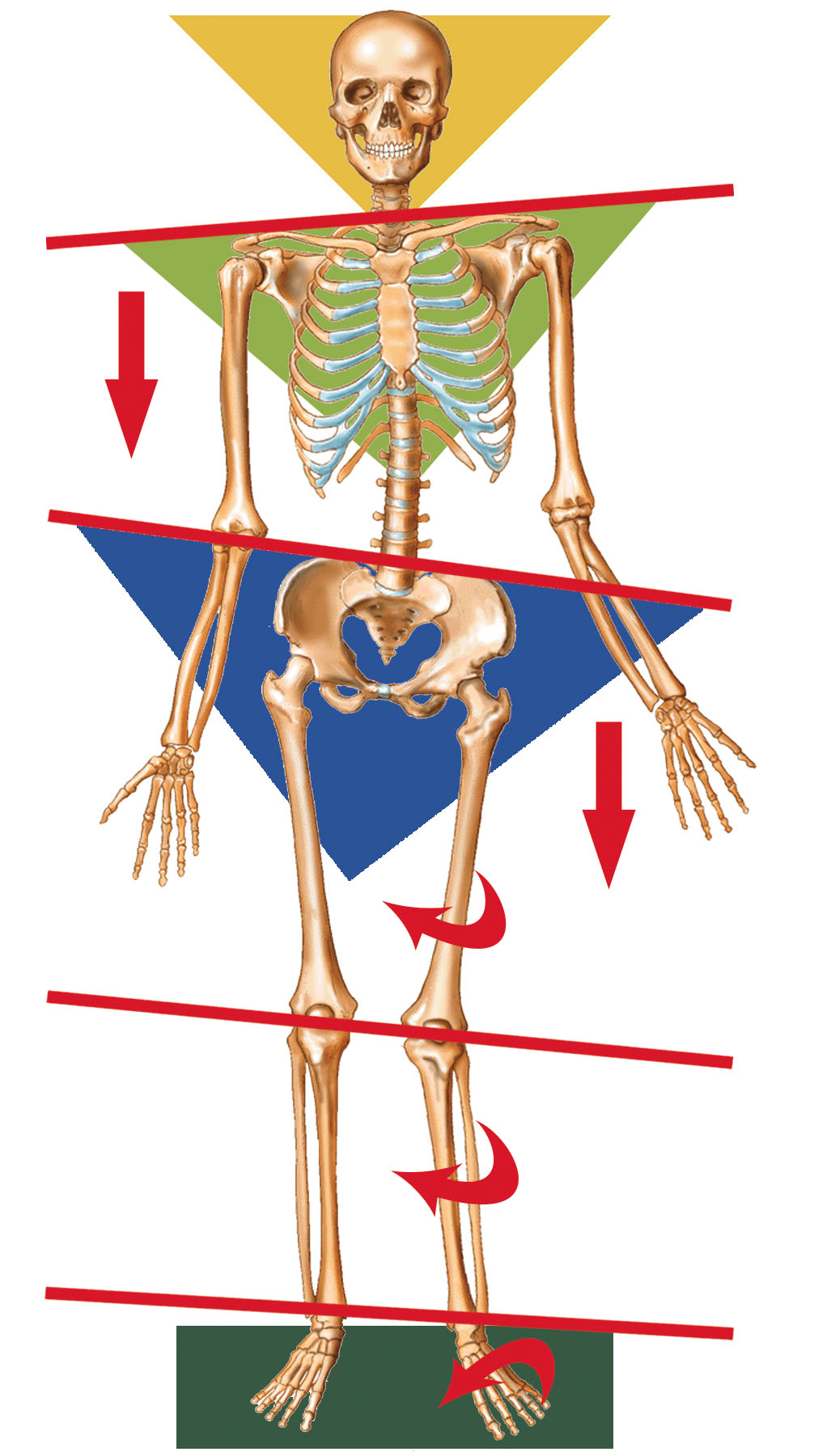 Orthotics to help low back pain St George UT