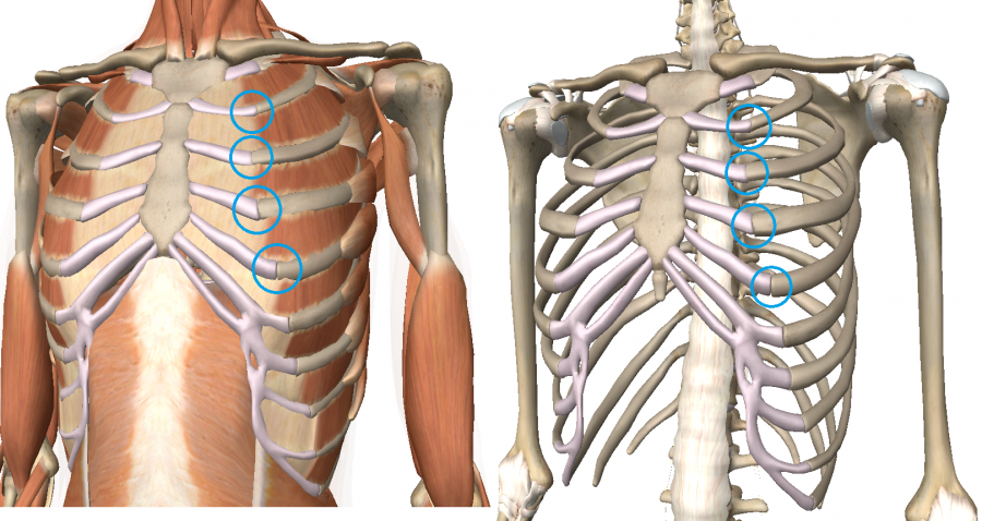 Rib Pain As Costochondritis Innova Pain Clinic   Costchondral Jxn 900x478 